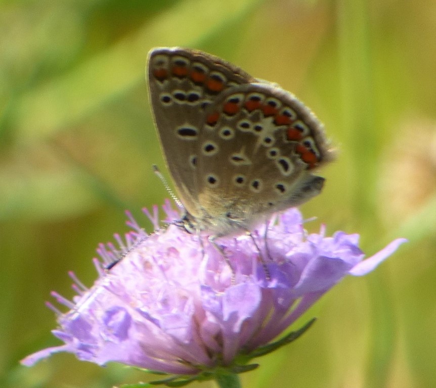 quali Polyiommatus? Polyommatus icarus e Polyommatus bellargus, femmine